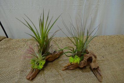 �C�`�����I